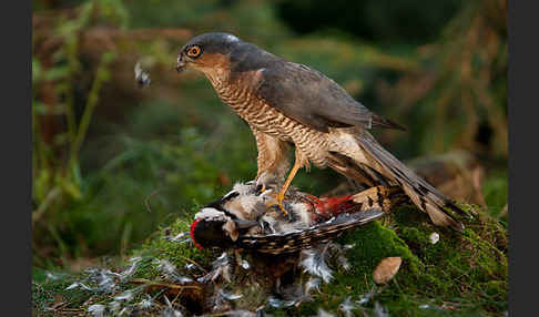 Sperber (Accipiter nisus)