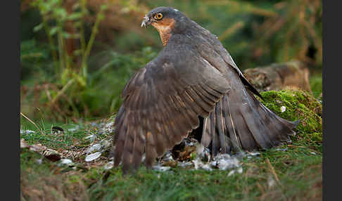 Sperber (Accipiter nisus)