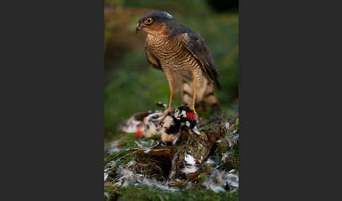 Sperber (Accipiter nisus)