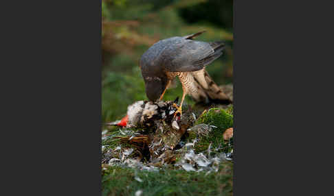 Sperber (Accipiter nisus)