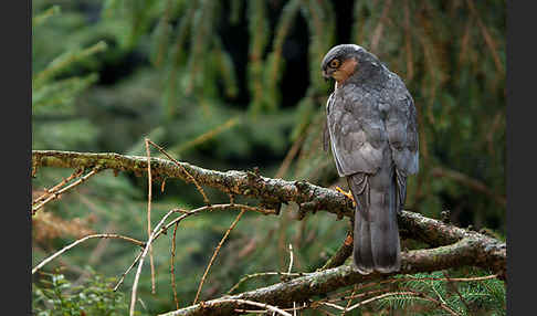 Sperber (Accipiter nisus)