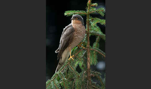 Sperber (Accipiter nisus)