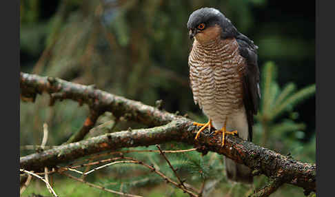 Sperber (Accipiter nisus)