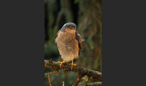 Sperber (Accipiter nisus)