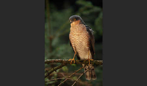 Sperber (Accipiter nisus)