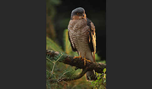 Sperber (Accipiter nisus)