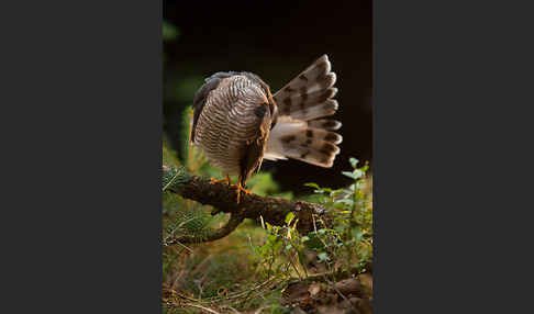 Sperber (Accipiter nisus)