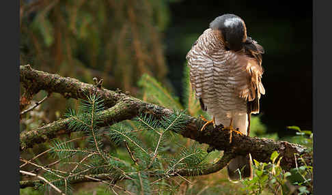 Sperber (Accipiter nisus)