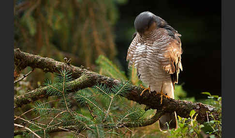 Sperber (Accipiter nisus)