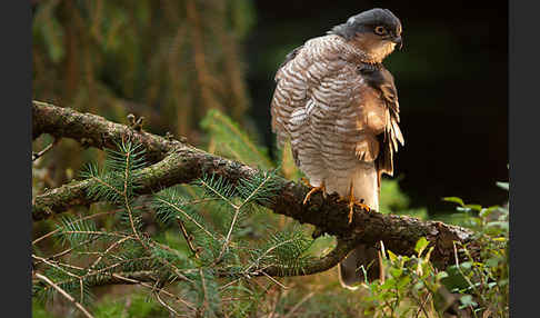 Sperber (Accipiter nisus)