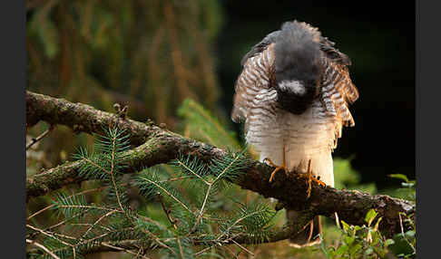 Sperber (Accipiter nisus)