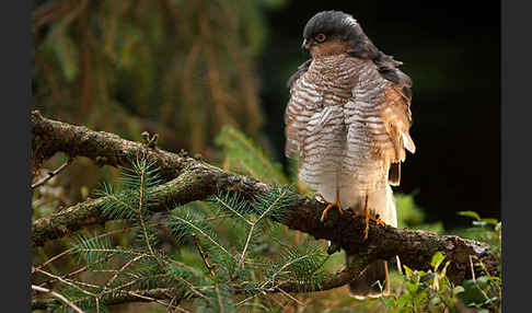 Sperber (Accipiter nisus)