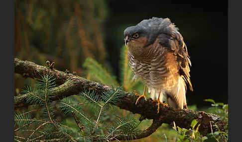 Sperber (Accipiter nisus)