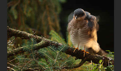 Sperber (Accipiter nisus)