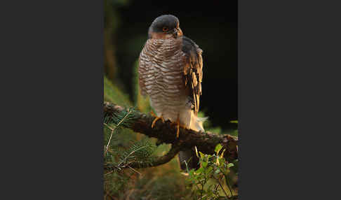 Sperber (Accipiter nisus)