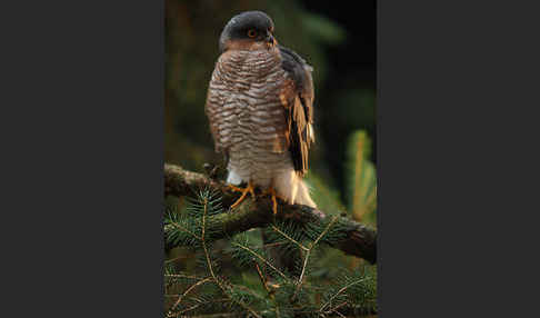 Sperber (Accipiter nisus)