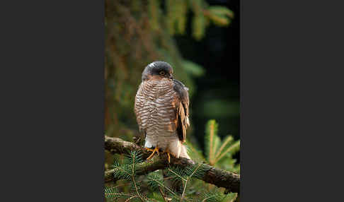 Sperber (Accipiter nisus)