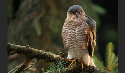 Sperber (Accipiter nisus)