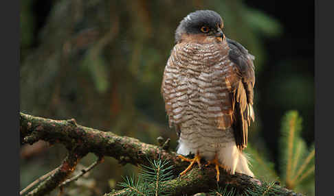 Sperber (Accipiter nisus)