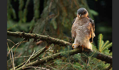 Sperber (Accipiter nisus)