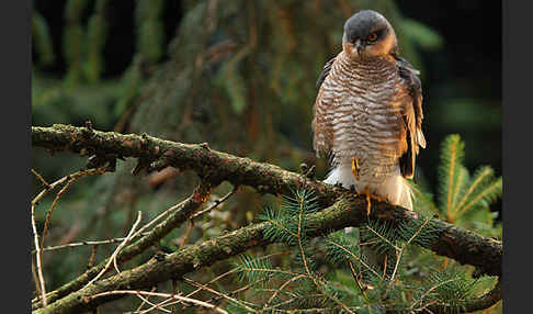 Sperber (Accipiter nisus)