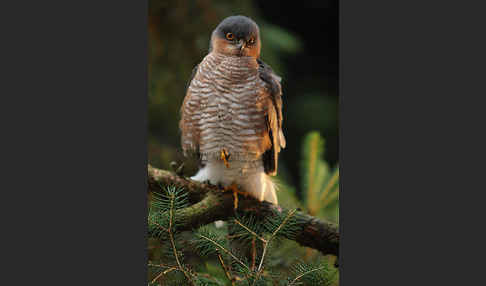 Sperber (Accipiter nisus)