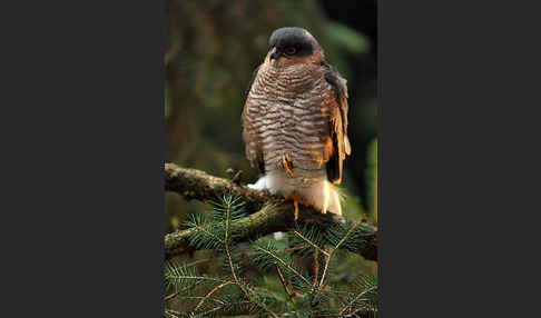 Sperber (Accipiter nisus)