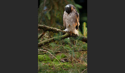 Sperber (Accipiter nisus)