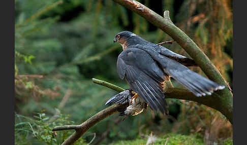 Sperber (Accipiter nisus)