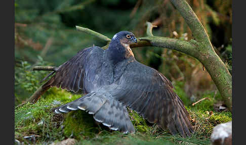 Sperber (Accipiter nisus)