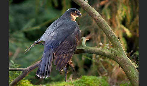 Sperber (Accipiter nisus)