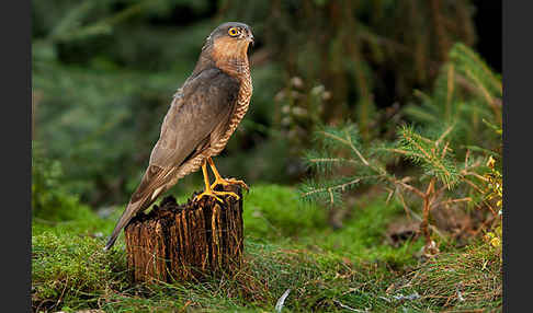 Sperber (Accipiter nisus)