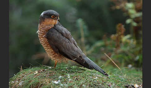 Sperber (Accipiter nisus)