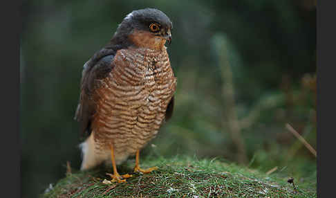 Sperber (Accipiter nisus)