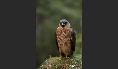 Sperber (Accipiter nisus)