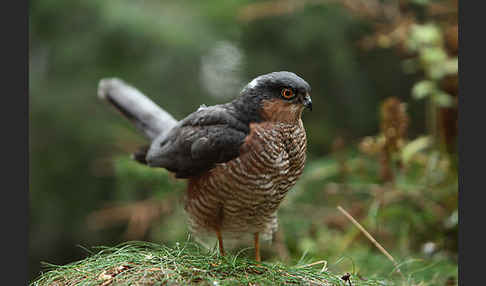 Sperber (Accipiter nisus)