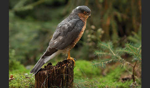 Sperber (Accipiter nisus)