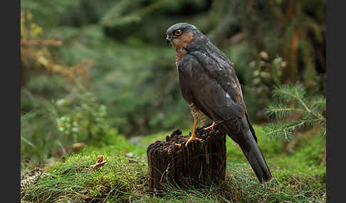 Sperber (Accipiter nisus)