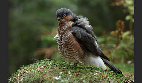 Sperber (Accipiter nisus)