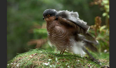 Sperber (Accipiter nisus)