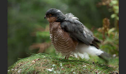 Sperber (Accipiter nisus)