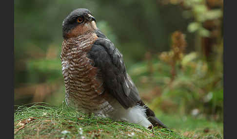 Sperber (Accipiter nisus)