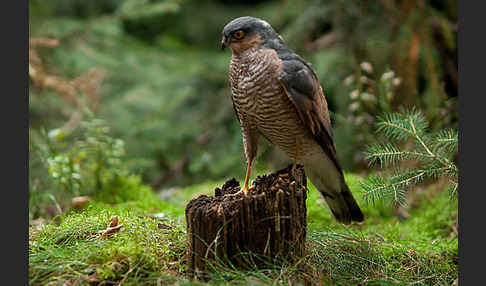 Sperber (Accipiter nisus)