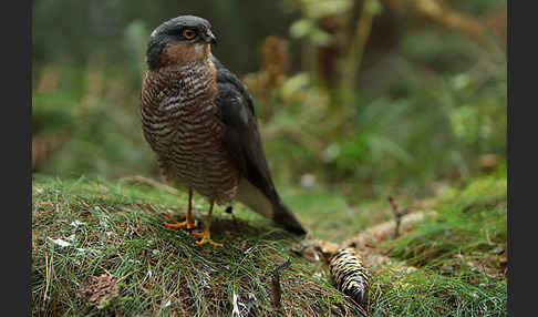 Sperber (Accipiter nisus)