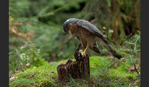 Sperber (Accipiter nisus)