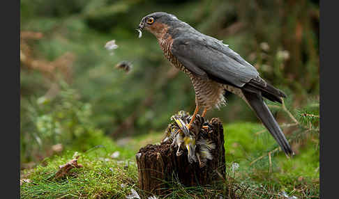 Sperber (Accipiter nisus)