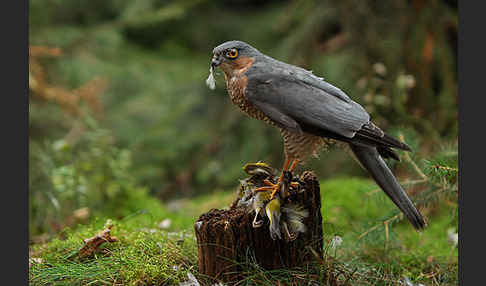 Sperber (Accipiter nisus)