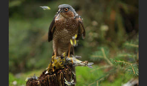 Sperber (Accipiter nisus)