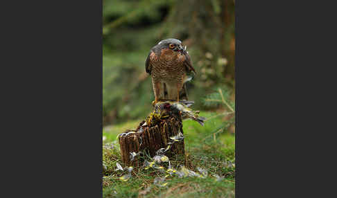 Sperber (Accipiter nisus)