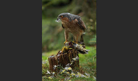 Sperber (Accipiter nisus)